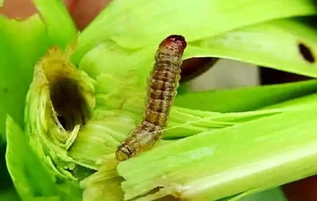 「收藏」蓟马、黏虫、蝗虫……玉米十大虫害防治措施全在这里了！7