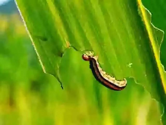 「收藏」蓟马、黏虫、蝗虫……玉米十大虫害防治措施全在这里了！6