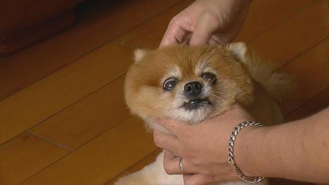 申生宠物医院