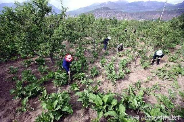 果树下适合种植什么中药材？有哪些问题要注意3