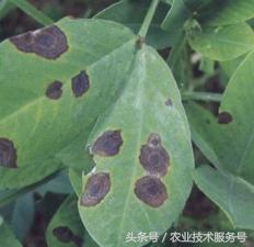 看图识病 花生常见病虫害及防治措施、用药指导7