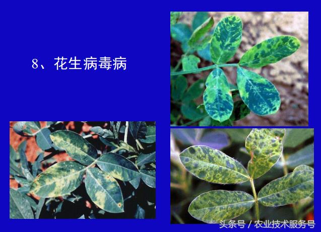 看图识病 花生常见病虫害及防治措施、用药指导8