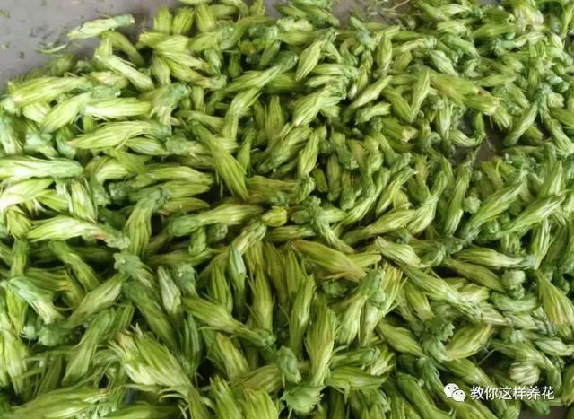 南瓜跟鱼可以一起吃吗 剑花与什么食物相克