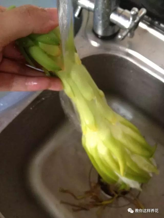 南瓜跟鱼可以一起吃吗 剑花与什么食物相克