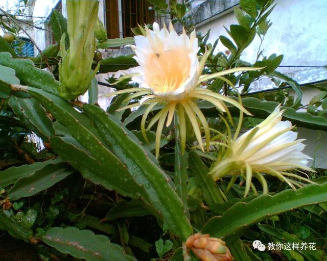 南瓜跟鱼可以一起吃吗 剑花与什么食物相克