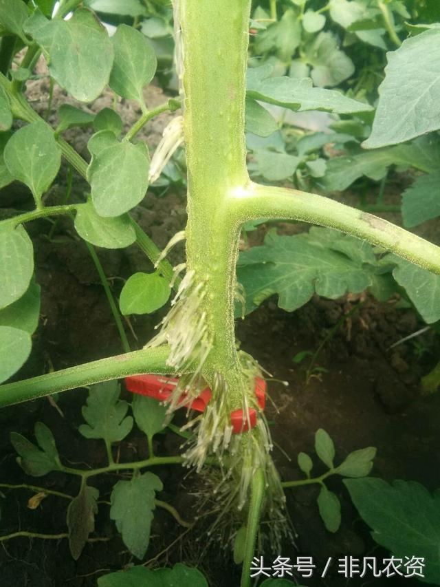 种植番茄，遇见溃疡病怎么办，不用怕，用这个配方能打住！4