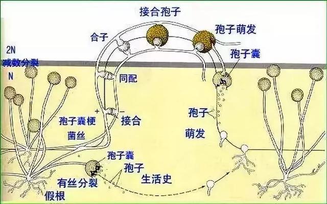 波尔多液是杀菌剂的老前辈，用对放心，用错要命！1