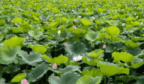荷花