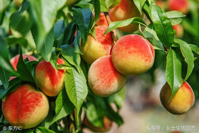 桃树穿孔病分2种，做好识别和防治，才能保证产量蹭蹭长！