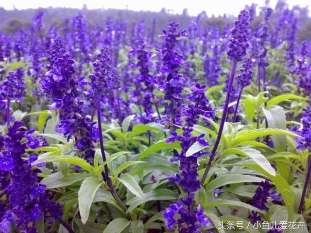 熏衣草花 熏衣草花（薰衣草花环月季优缺点） 生活