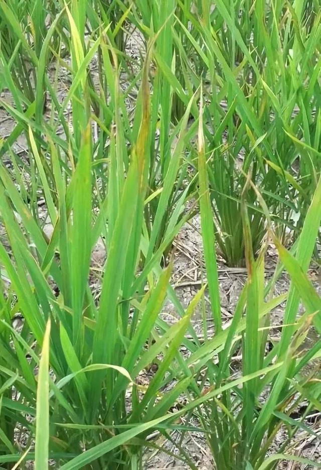 今年水稻普遍药害，7月下旬陆续进入拔节期，除草剂风险更大！6