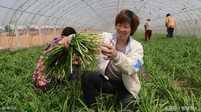 韭菜根蛆难防治，教你一招土方法，简单实用不用花一分钱