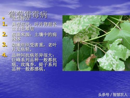 防治葡萄霜霉病有妙招，种植户教你一招土方法，简单有效还不花钱3