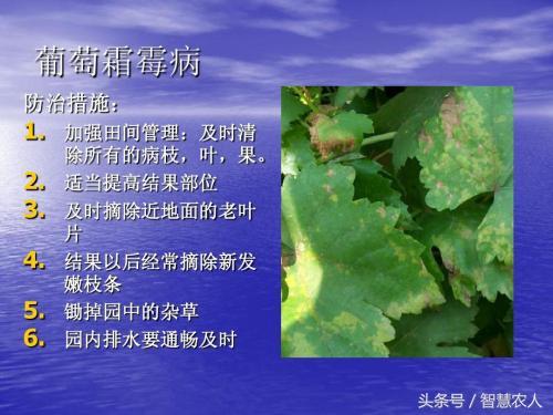 防治葡萄霜霉病有妙招，种植户教你一招土方法，简单有效还不花钱4