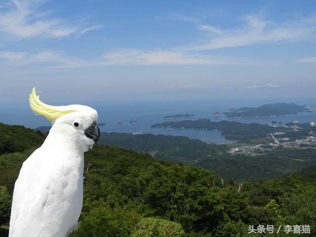 葵花凤头鹦鹉