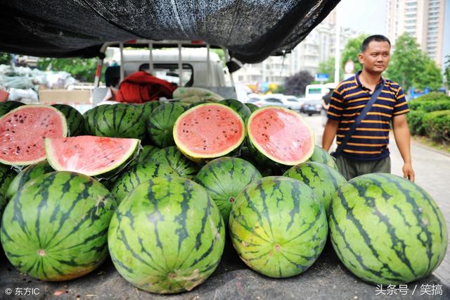 周口太康麒麟西瓜批发2毛钱一斤，农村大哥一车西瓜7000斤卖14005