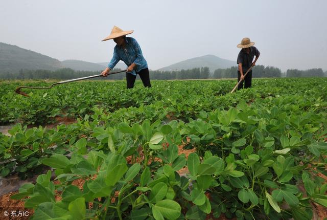 花生最佳控旺时间咋判断？用什么药剂最安全？出现药害咋办？3