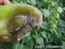 辣椒6大常见病害，这样防治最有效！8