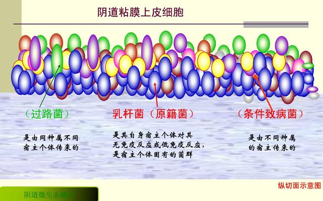 bv检查阳性什么意思