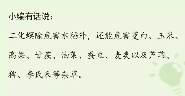 最让农民头疼的二化螟防治技术来了！1