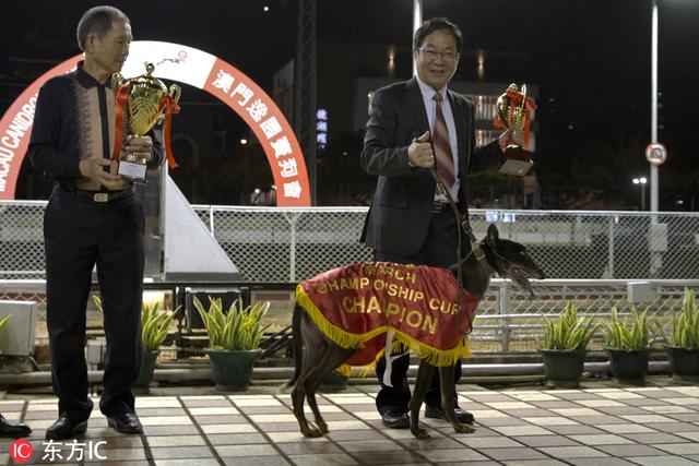 格力犬交易区 格力犬交易区（格力犬交易区专区） 动物