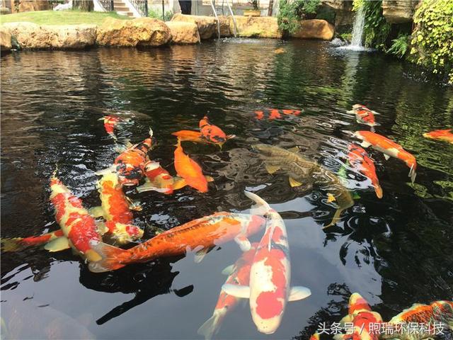 转鼓过滤机锦鲤