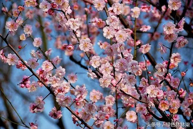 武汉市花