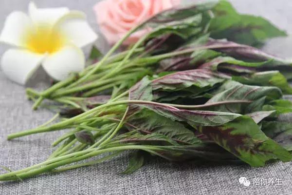 苋菜的功效与作用