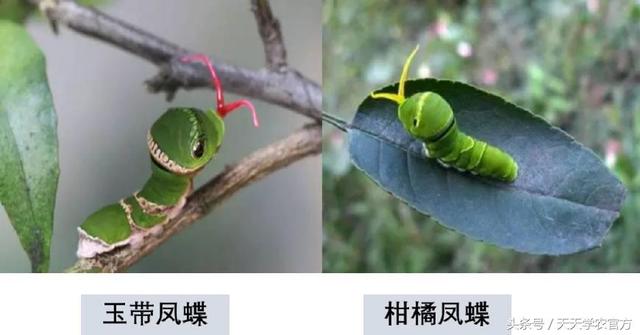 喷完叶面肥三分钟，红蜘蛛、锈蜘蛛全死光？柑橘病虫害那么好防？10