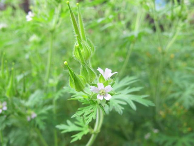 这野草农民认为它是害草，其实它是一种草药，看看认识不？2