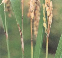 水稻什么时候防治穗粒瘟最合适