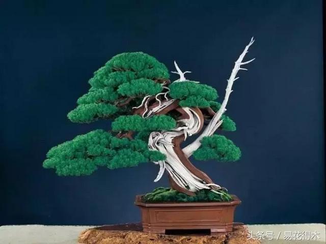 柏树的种类