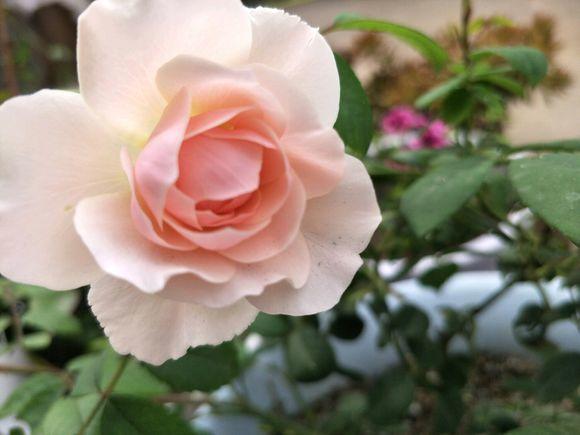 鹤顶红花 鹤顶红花（鹤顶红花卉） 生活