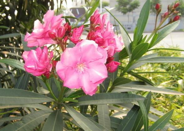 鹤顶红花 鹤顶红花（鹤顶红花卉） 生活