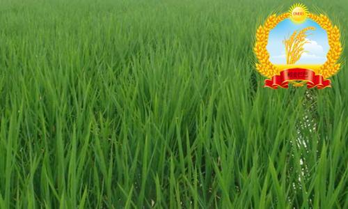 农民朋友注意啦！水稻卷叶可能是以下3种原因引起，做好防治工作
