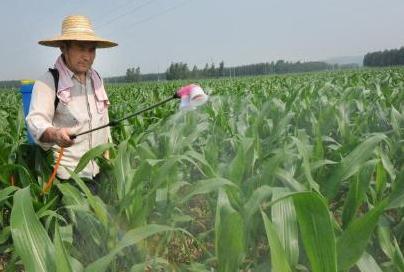 玉米除草时间有限制吗，除草剂什么时候喷施效果最好？3