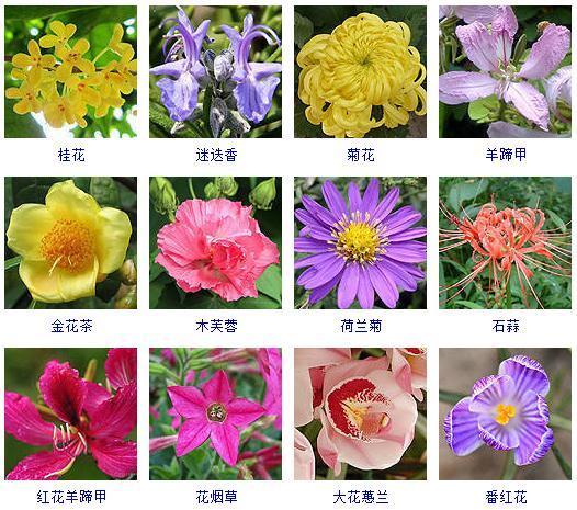 秋天开的花有哪些