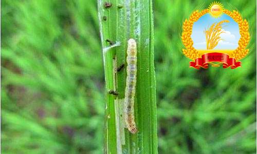 如何了解水稻螟虫的生活习性，有效预防水稻为害的发生？3