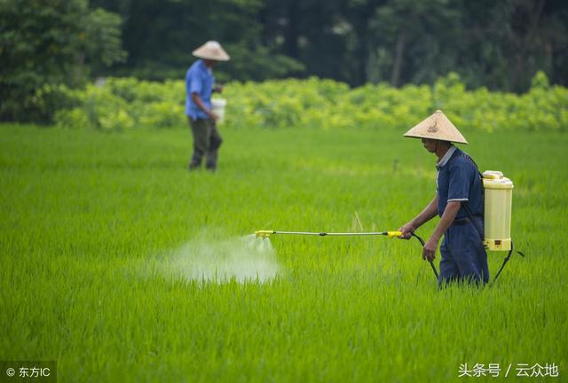 双草醚、灵时科等水稻田除草剂使用问答，稻田除草应以安全为重！