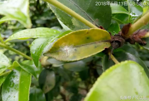 油茶重点防治害虫柿广翅蜡蝉的发生与防治