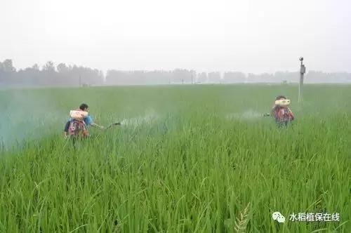 水稻叶面肥什么时候用？配合什么用效果最好？知道这些够了2