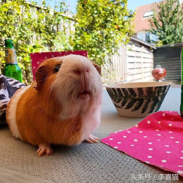 小豚鼠