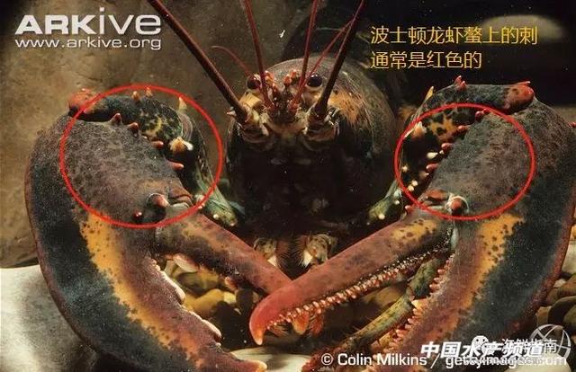 大龙虾破碎机实验