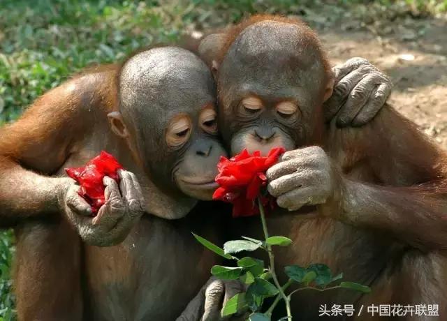 送女生花什么意思