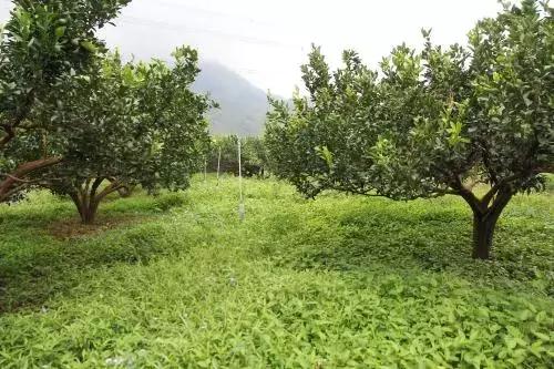 果园生草4大好处，2大疑问解析（附2种生草模式及6个草种选择）1