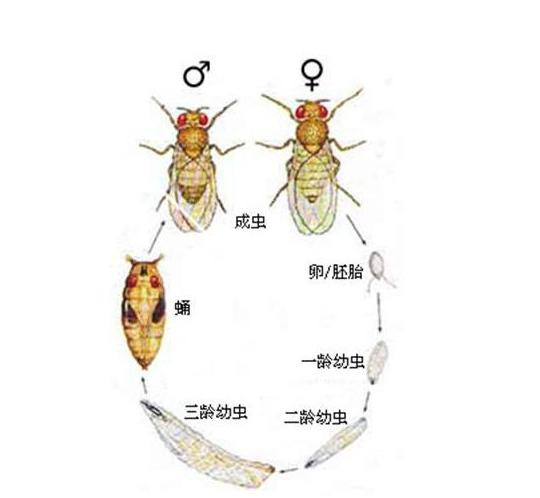 多管齐下，综合防治果园里无处不在的果蝇3