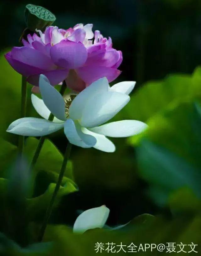 莲花怎么样