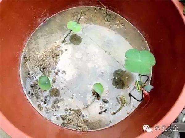莲花怎么样