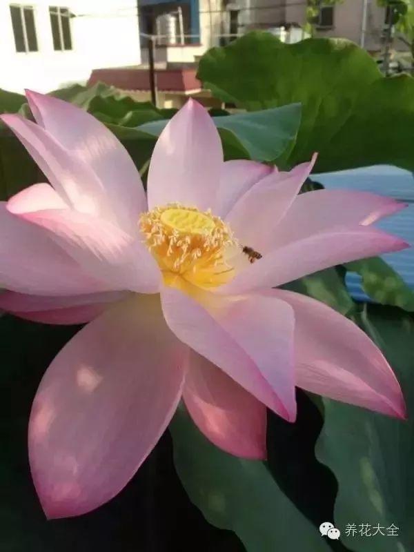 莲花怎么样