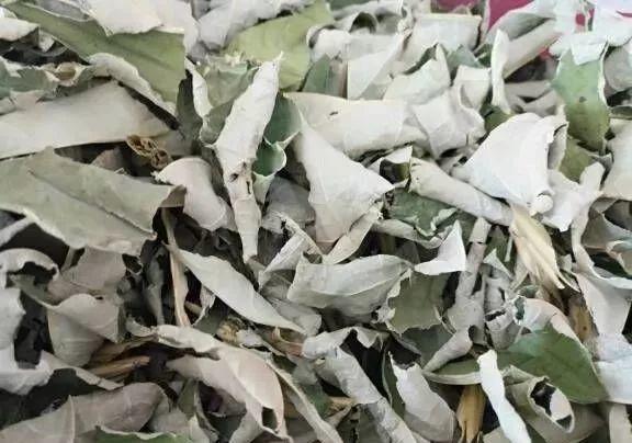 莲花怎么样